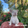 Bulldog Francés Fluffy Big Rope