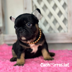 Bulldog Francés