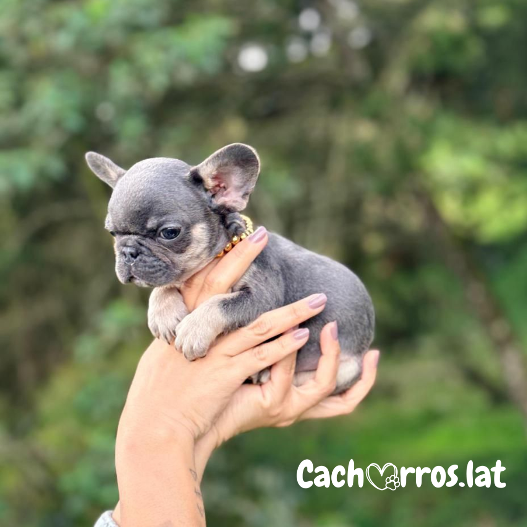 Bulldog Francés