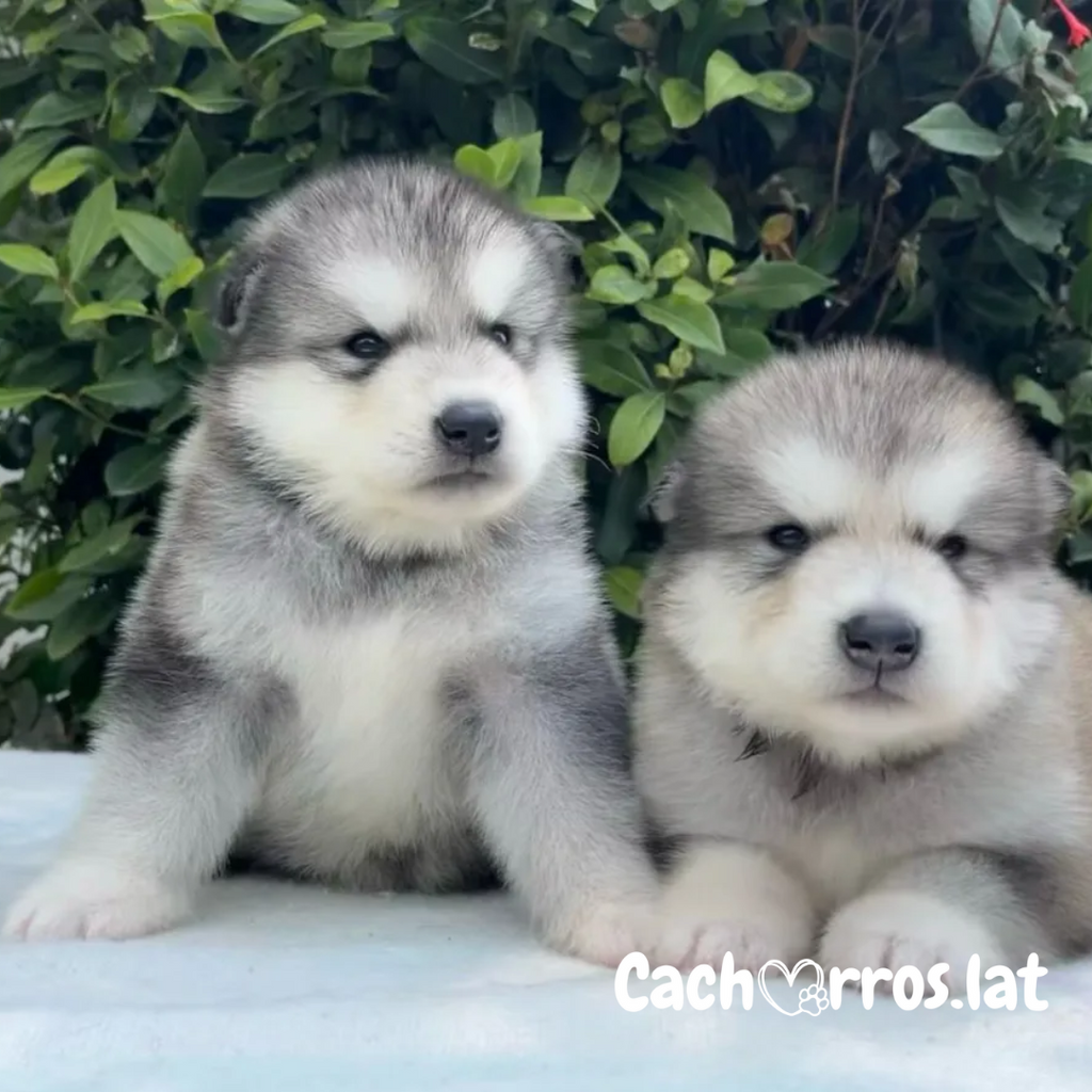 Alaskan Malamute