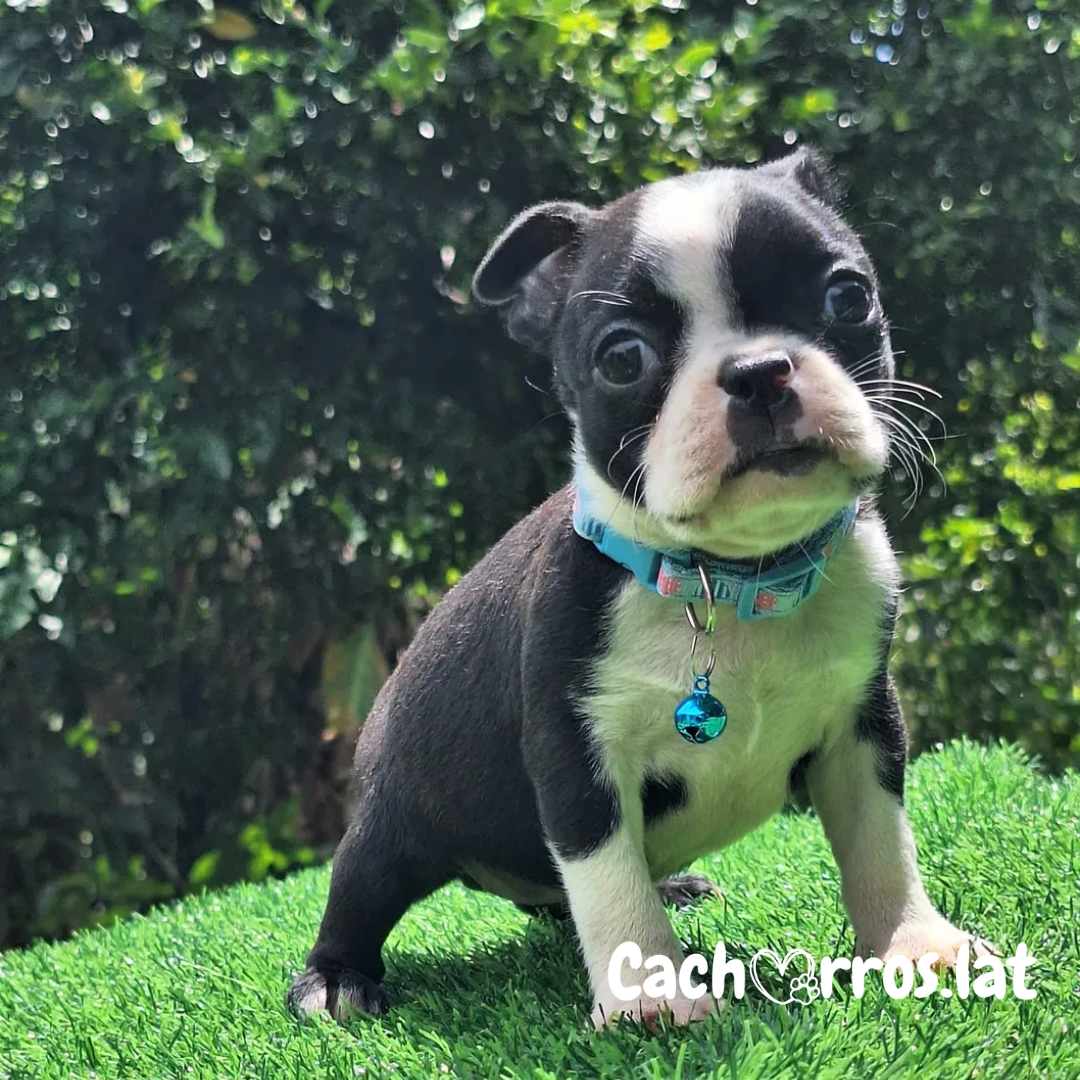 Boston Terrier