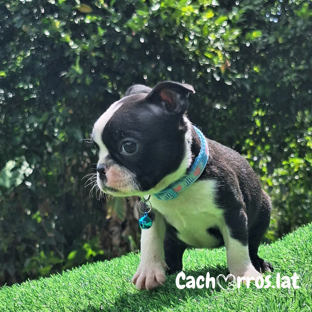 Boston Terrier