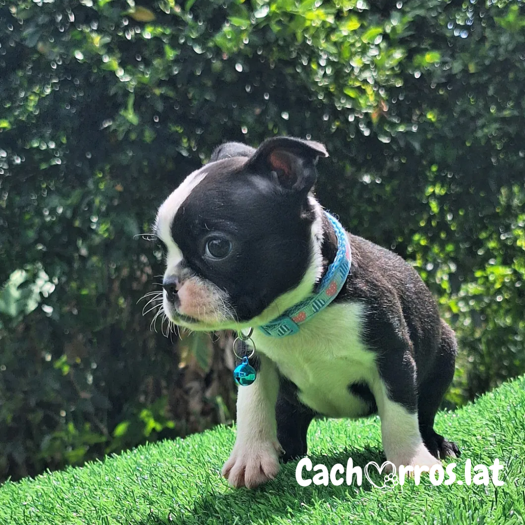 Boston Terrier