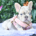 Bulldog Francés
