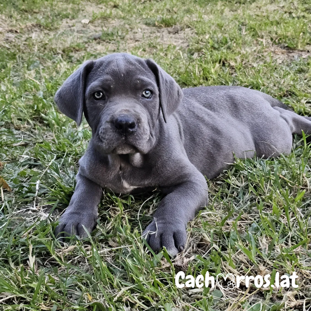 Cane Corso (Mastín Italiano)