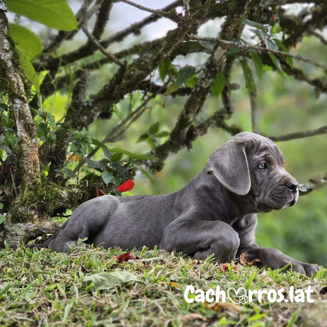 Cane Corso (Mastín Italiano)