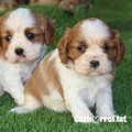 Cavalier King Charles Spaniel