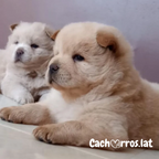 Chow Chow