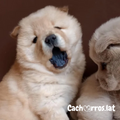 Chow Chow