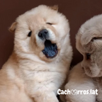 Chow Chow