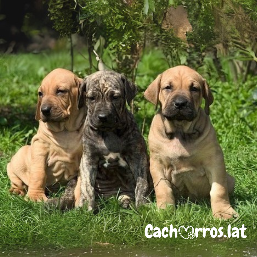 Fila Brasileiro