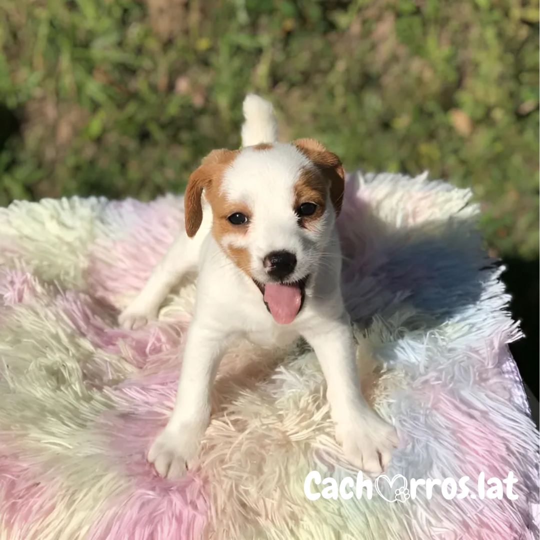 Jack Russell Terrier