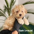 Maltipoo