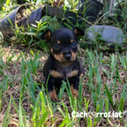 Pinscher Miniatura