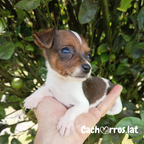 Pinscher Miniatura