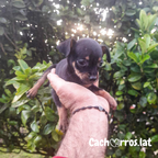 Pinscher Miniatura