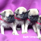 Pug