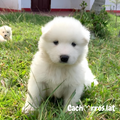 Samoyedo