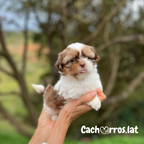 Shih Tzu