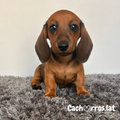 Dachshund Teckel (Perro Salchicha)
