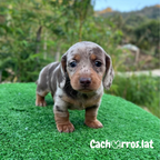Dachshund Teckel (Perro Salchicha)