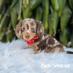 Dachshund Teckel (Perro Salchicha)