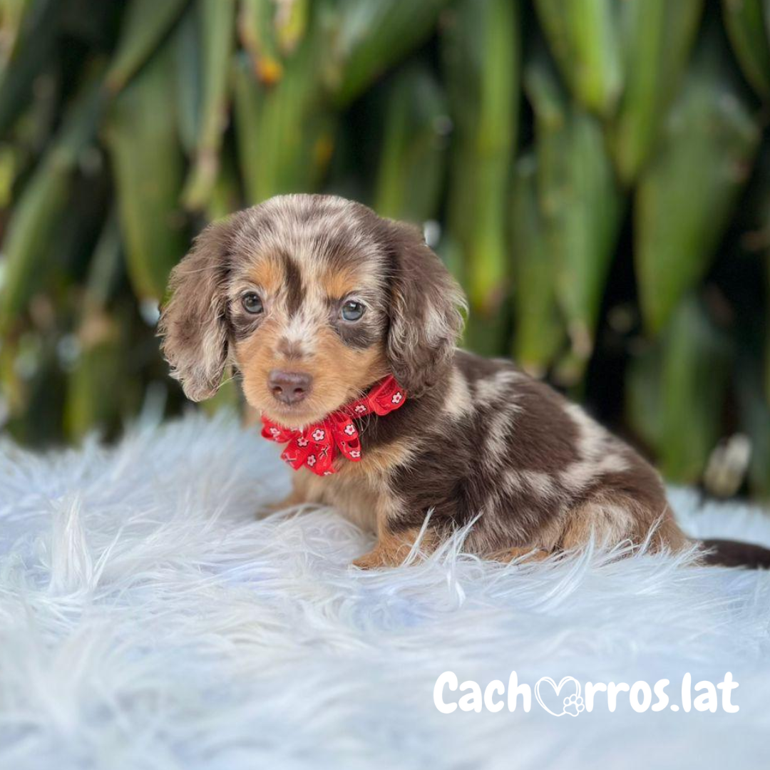 Teckel (Perro Salchicha)