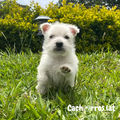 West Highland Terrier