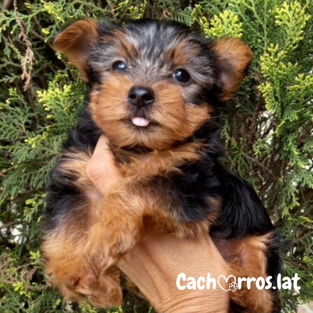 Yorkshire Terrier