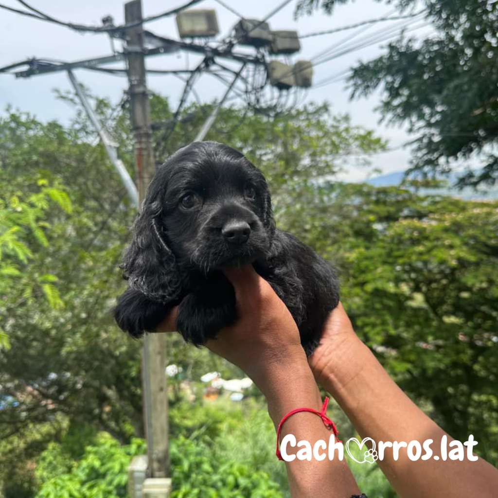 Cocker Spaniel