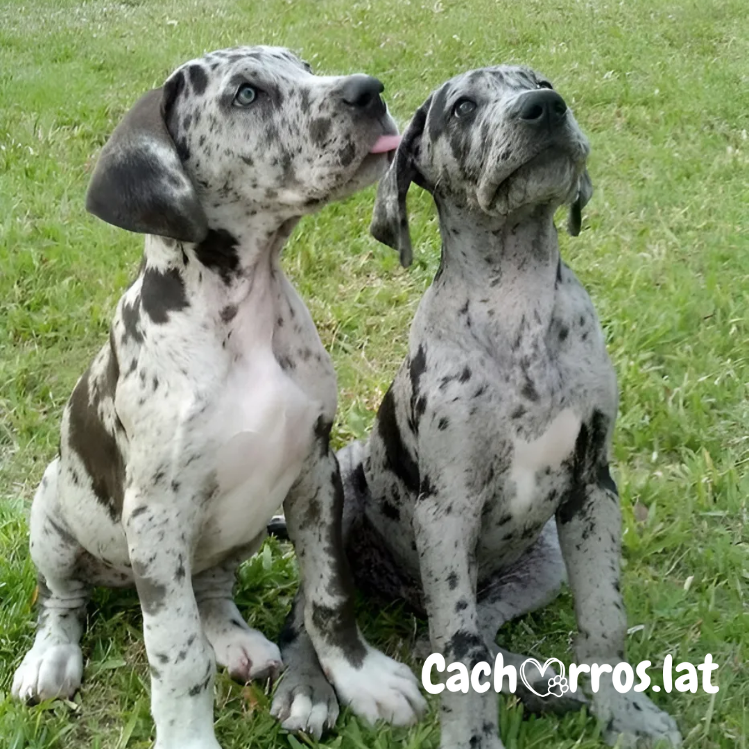 Danes Raksa Criadero de perros Gran Danés | Cachorros.lat