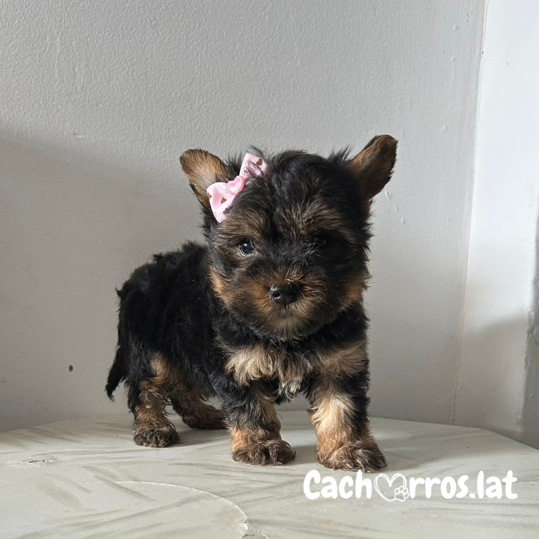 Yorkshire Terrier