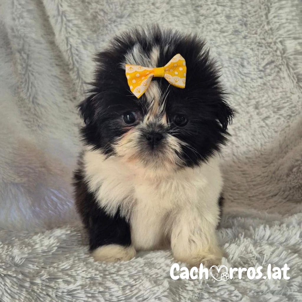 Shih Tzu