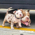 American Bully