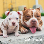 American Bully