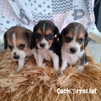 Beagle