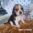 Beagle