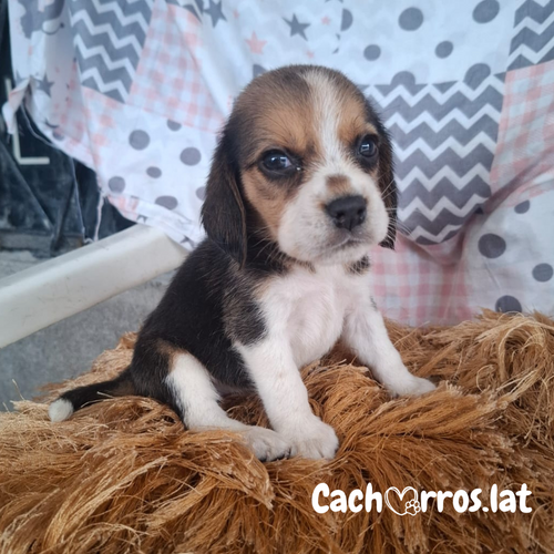 Beagle