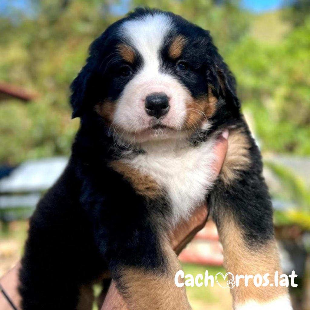 Bernés de la Montaña