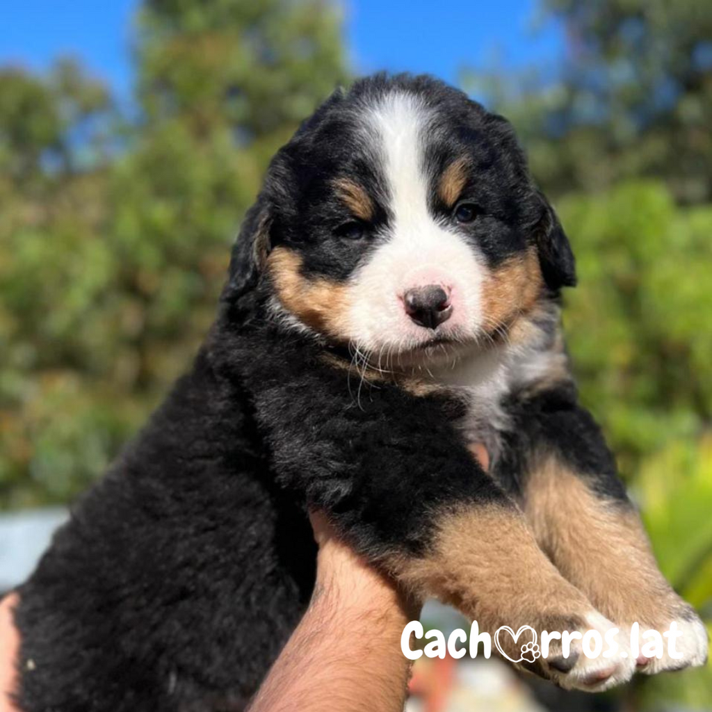 Bernés de la Montaña