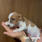 Fox Terrier Mini