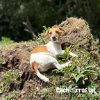 Fox Terrier Mini