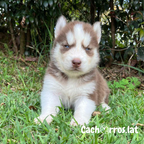 Lobo Husky Siberiano