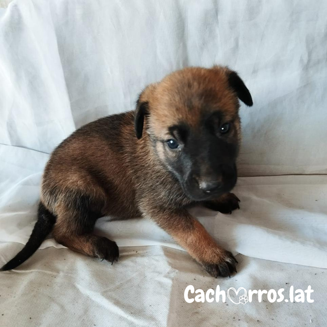 Pastor Belga Malinois