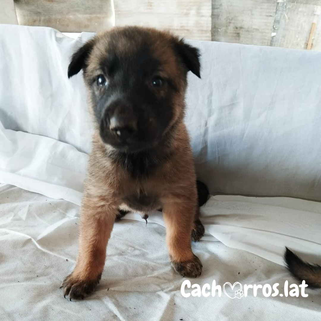 Pastor Belga Malinois