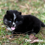 Pomsky