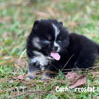 Pomsky