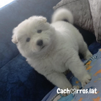 Samoyedo