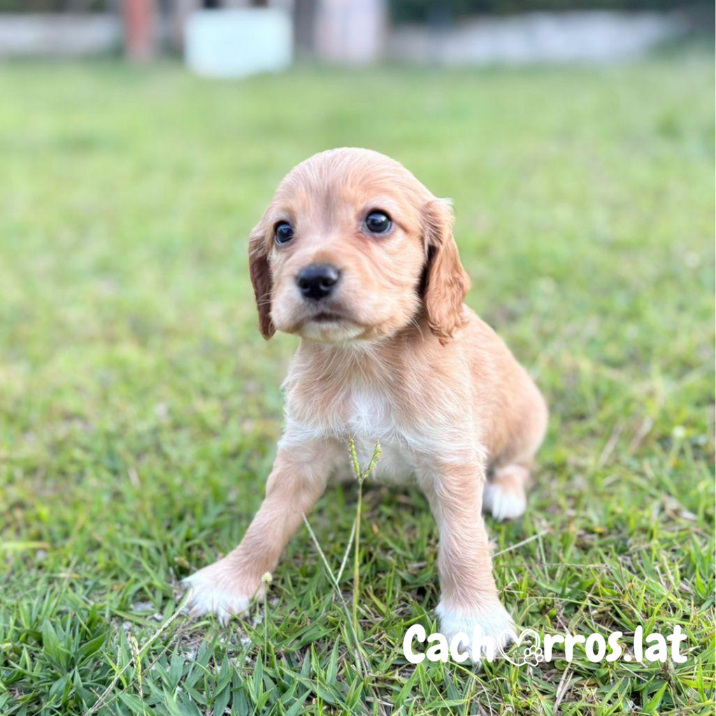Cocker Spaniel
