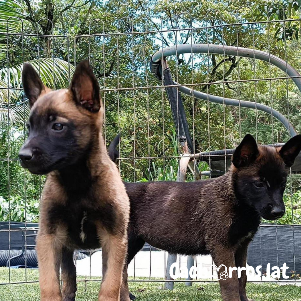 Pastor Belga Malinois